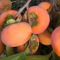 Rytinis (japoninis) juodmedis (persimonas) - Diospyros kaki FAU FAU