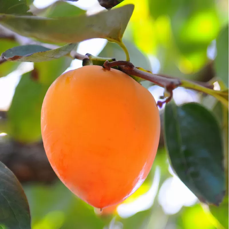 Diospyros kaki HACHIYA