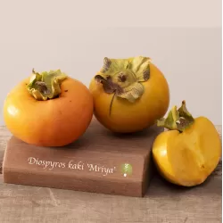 Rytinis (japoninis) juodmedis (persimonas) - Diospyros kaki MRYA