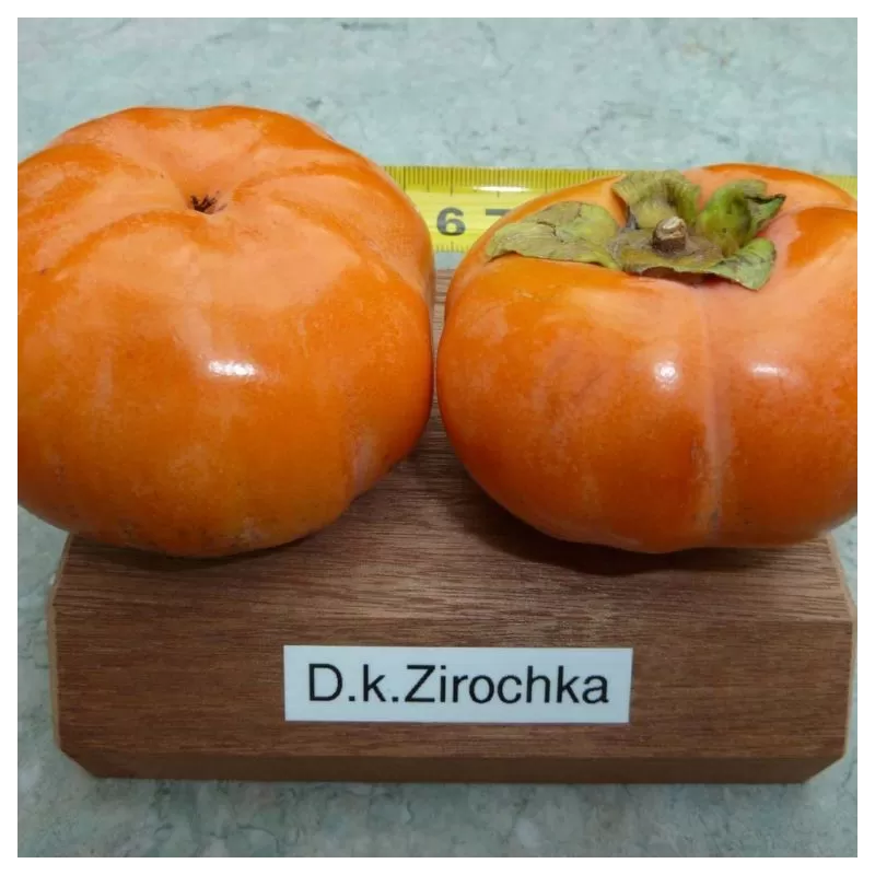 Diospyros kaki ZIROCHKA