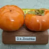 Diospyros kaki ZIROCHKA
