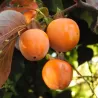 Rytinis (japoninis) juodmedis (persimonas) - Diospyros kaki COSTATA