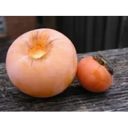 Diospyros kaki DUNAL