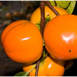 Rytinis (japoninis) juodmedis (persimonas) - Diospyros kaki HANA FUYU