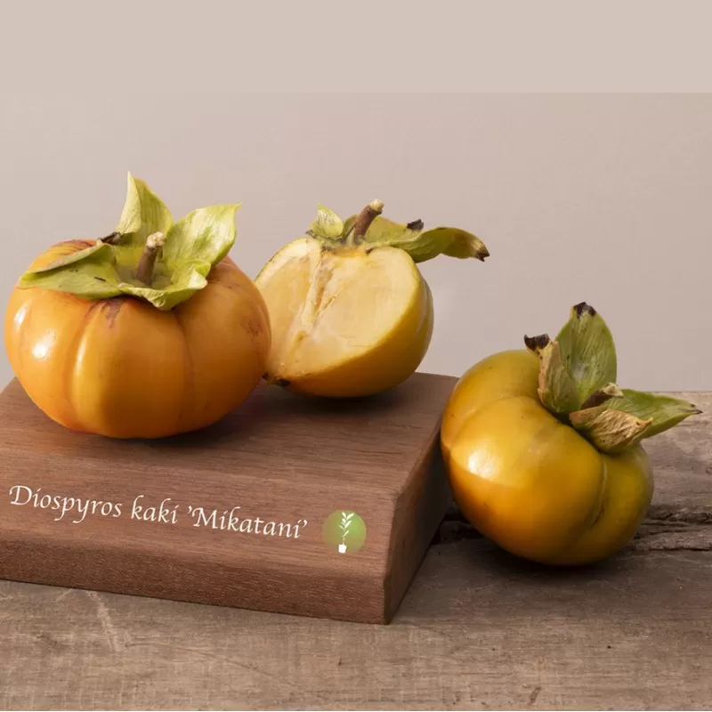 Rytinis (japoninis) juodmedis (persimonas) - Diospyros kaki HANA MIKATANI