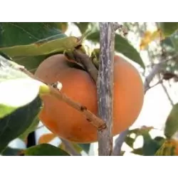 Rytinis (japoninis) juodmedis (persimonas) - Diospyros kaki PAKISTAN SEEDLESS