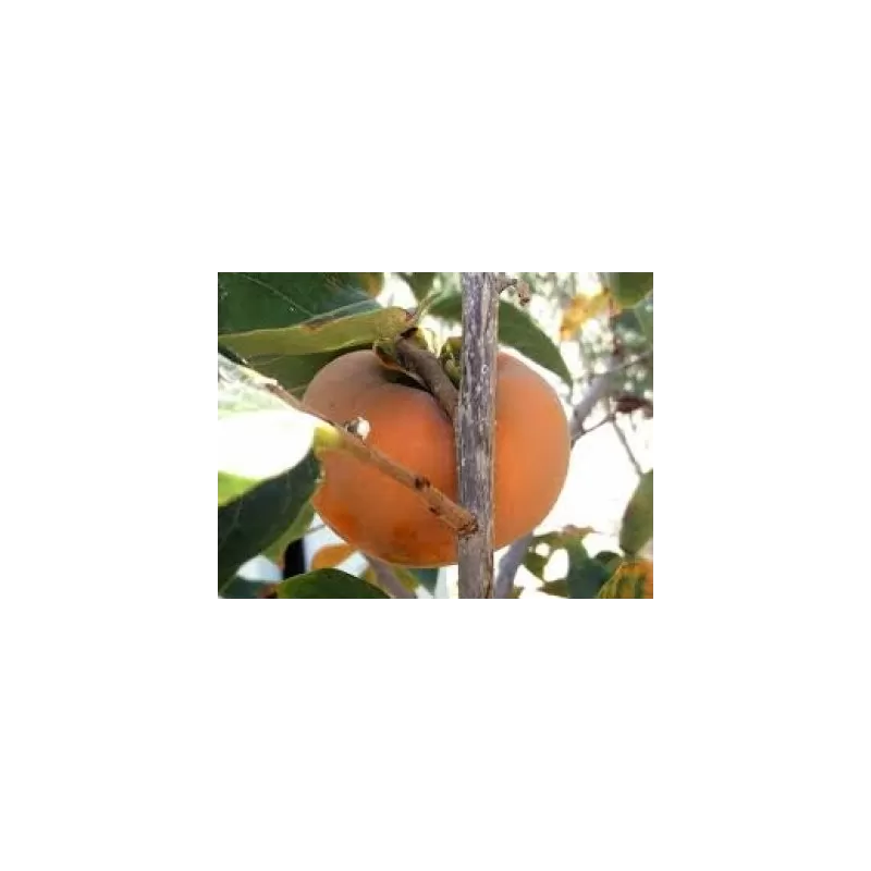 Rytinis (japoninis) juodmedis (persimonas) - Diospyros kaki PAKISTAN SEEDLESS