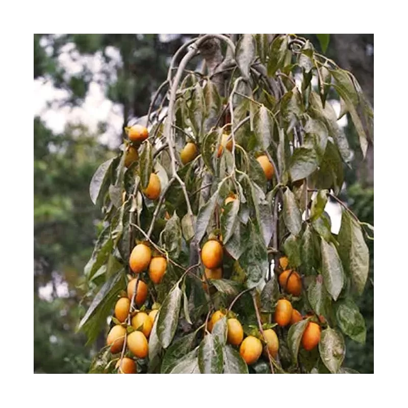 Rytinis (japoninis) juodmedis (persimonas) - Diospyros kaki PENDULA