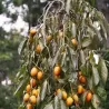 Rytinis (japoninis) juodmedis (persimonas) - Diospyros kaki PENDULA