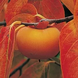 Hibridinis juodmedis (persimonas) - Diospyros virginiana x kaki NIKITA'S GIFT