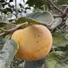 Diospyros virginiana x kaki ROSSEYANKA
