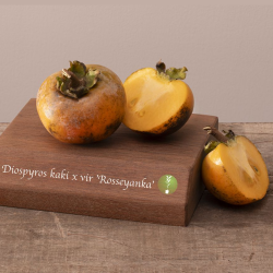 Diospyros virginiana x kaki ROSSEYANKA