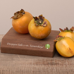 Hibridinis juodmedis (persimonas) - Diospyros virginiana x kaki SOSNOVSKAYA