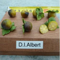 Kaukazinis juodmedis (persimonas) - Diospyros lotus ALBERT