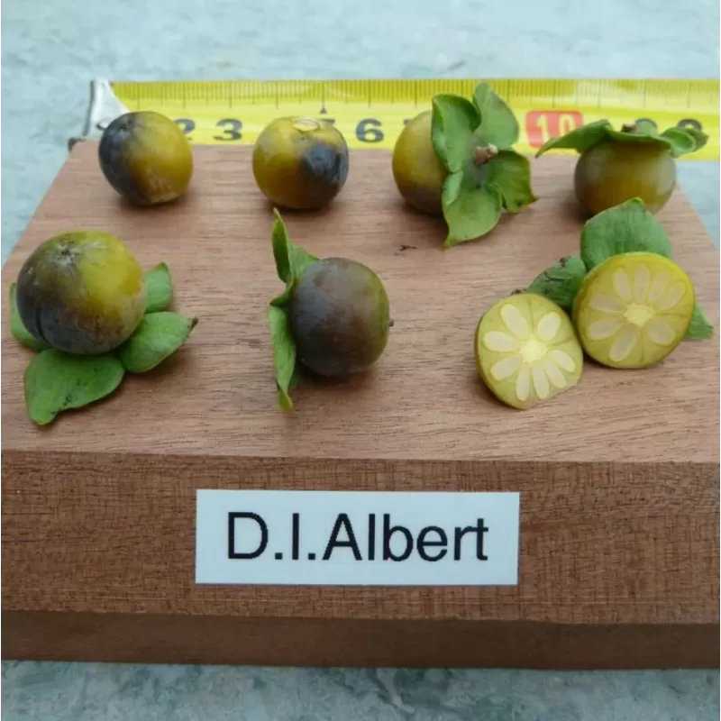 Kaukazinis juodmedis (persimonas) - Diospyros lotus ALBERT