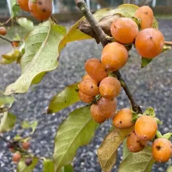 Kaukazinis juodmedis (persimonas) - Diospyros lotus BARTS SEEDLING