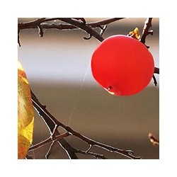 Kaukazinis juodmedis (persimonas) - Diospyros lotus BROWNY