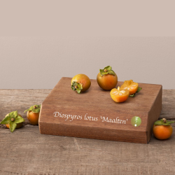 Kaukazinis juodmedis (persimonas) - Diospyros lotus MAALTE