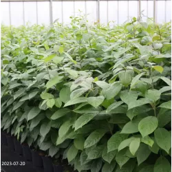 Diospyros virginiana CLAYPOOL FICT