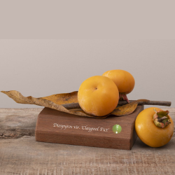 Virgininis (amerikinis) juodmedis (persimonas) - Diospyros virginiana CLAYPOOL FICT