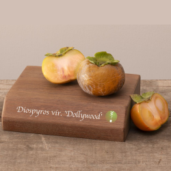 Diospyros virginiana DOLLYWOOD