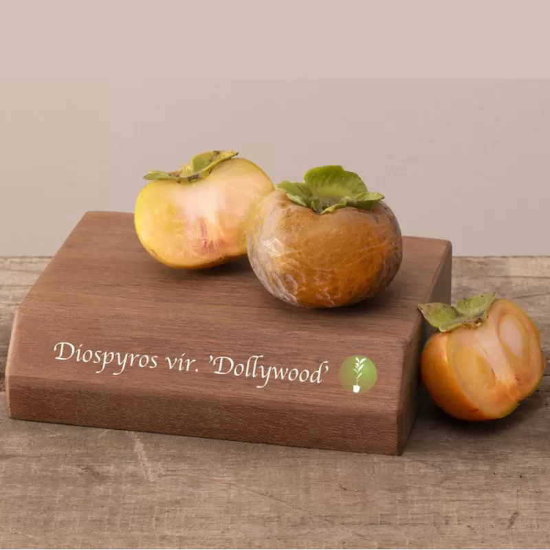 Diospyros virginiana DOLLYWOOD