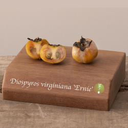 Diospyros virginiana ERNIE