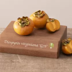 Diospyros virginiana G 78