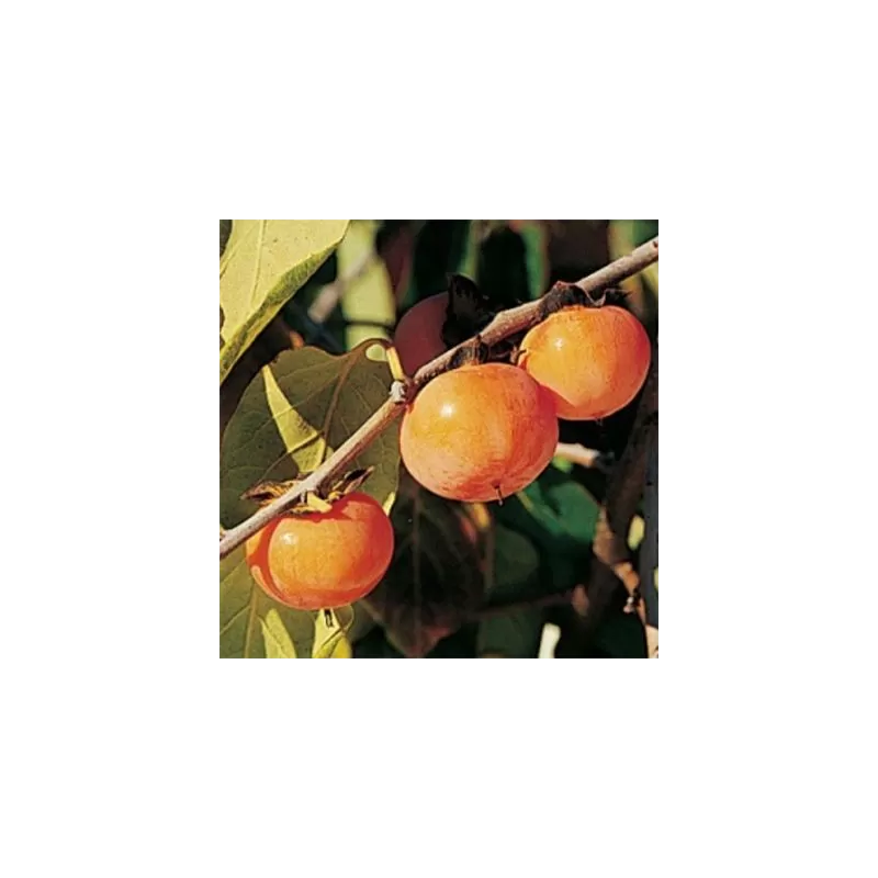 Diospyros virginiana K6