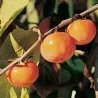 Virgininis (amerikinis) juodmedis (persimonas) - Diospyros virginiana K6
