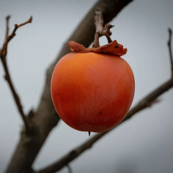 Virgininis (amerikinis) juodmedis (persimonas) - Diospyros virginiana LENA
