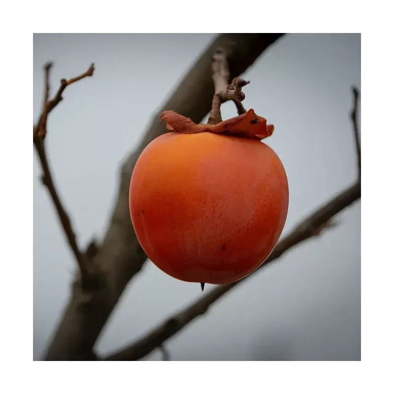 Virgininis (amerikinis) juodmedis (persimonas) - Diospyros virginiana LENA