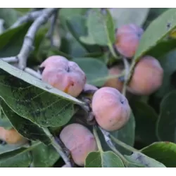 Diospyros virginiana MEADER