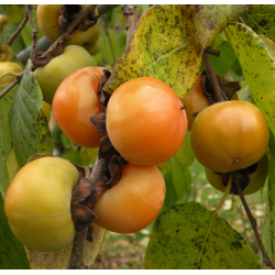 Virgininis (amerikinis) juodmedis (persimonas) - Diospyros virginiana MEADER