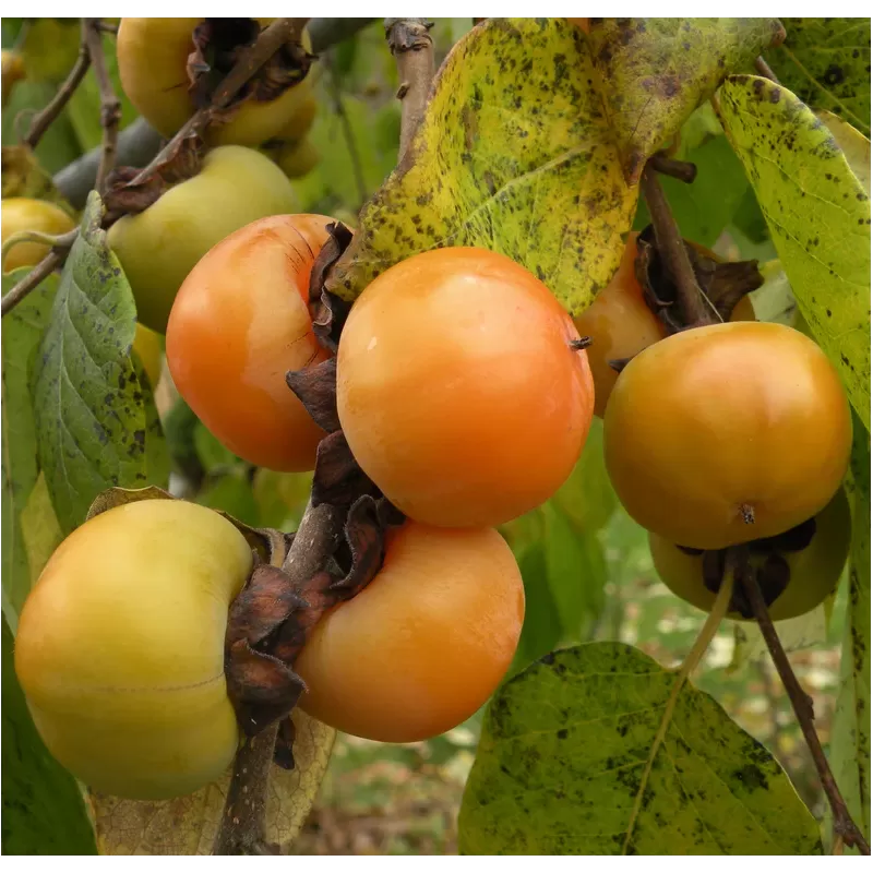 Virgininis (amerikinis) juodmedis (persimonas) - Diospyros virginiana MEADER