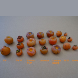 Virgininis (amerikinis) juodmedis (persimonas) - Diospyros virginiana NC10