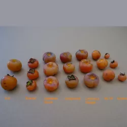 Virgininis (amerikinis) juodmedis (persimonas) - Diospyros virginiana NC10