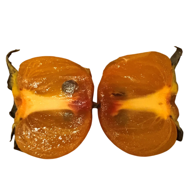 Virgininis (amerikinis) juodmedis (persimonas) - Diospyros virginiana NC10