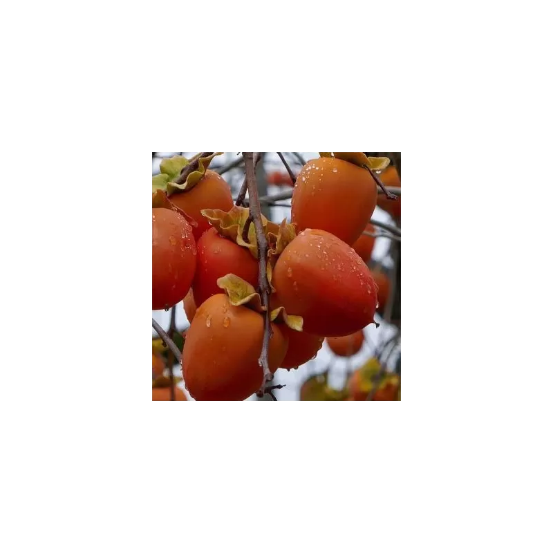 Virgininis (amerikinis) juodmedis (persimonas) - Diospyros virginiana PIEPER