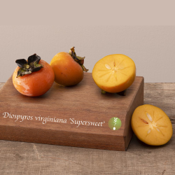 Virgininis (amerikinis) juodmedis (persimonas) - Diospyros virginiana SUPERSWEET