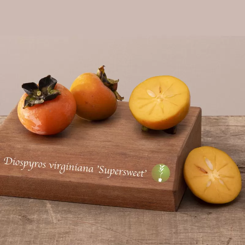 Diospyros virginiana SUPERSWEET
