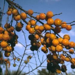 Virgininis (amerikinis) juodmedis (persimonas) - Diospyros virginiana SZUKISS