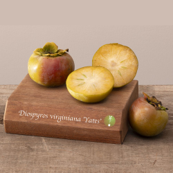 Virgininis (amerikinis) juodmedis (persimonas) - Diospyros virginiana YATES