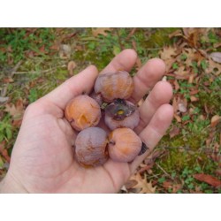 Diospyros virginiana EARLY GOLDEN