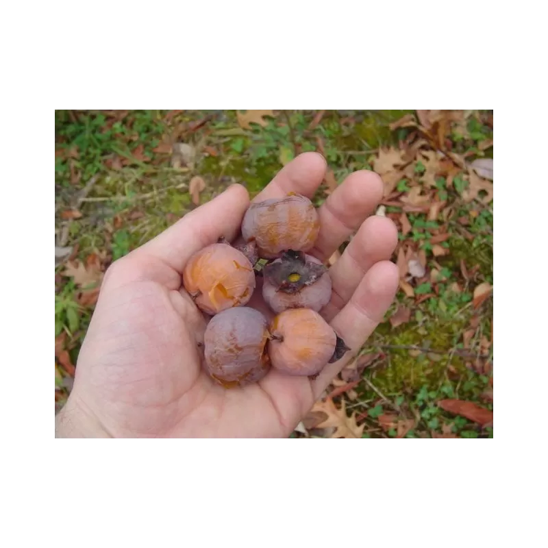 Virgininis (amerikinis) juodmedis (persimonas) - Diospyros virginiana EARLY GOLDEN