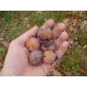Diospyros virginiana EARLY GOLDEN