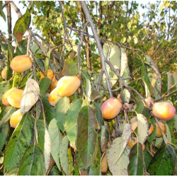 Virgininis (amerikinis) juodmedis (persimonas) - Diospyros virginiana GORDEN (GENEVA LONG)