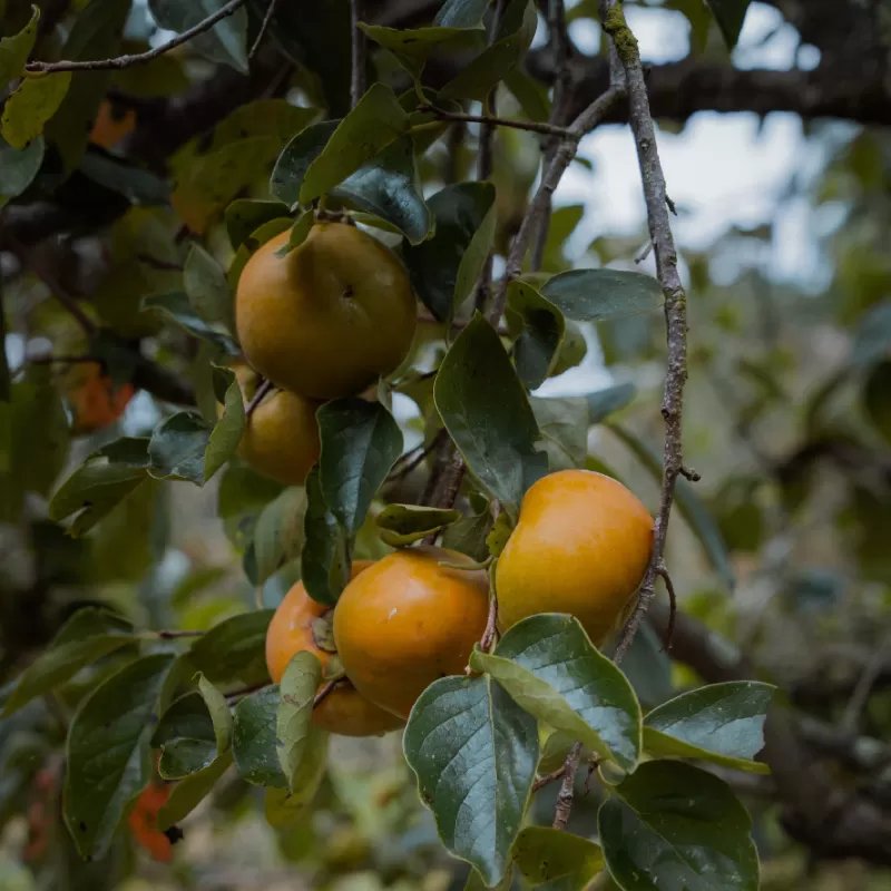 Diospyros kaki MAEKAWA JIRO