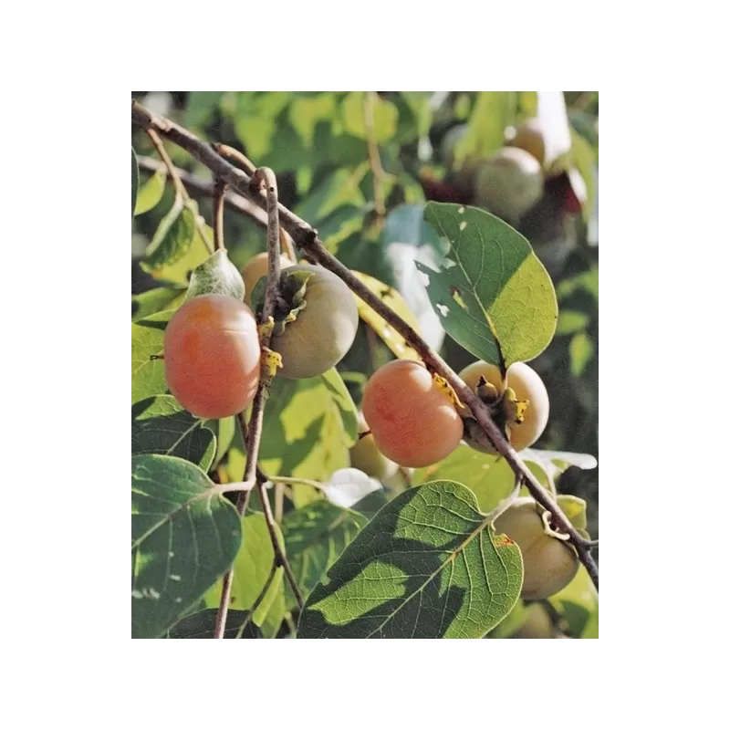 Virgininis (amerikinis) juodmedis (persimonas) - Diospyros virginiana PROK