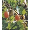 Diospyros virginiana PROK